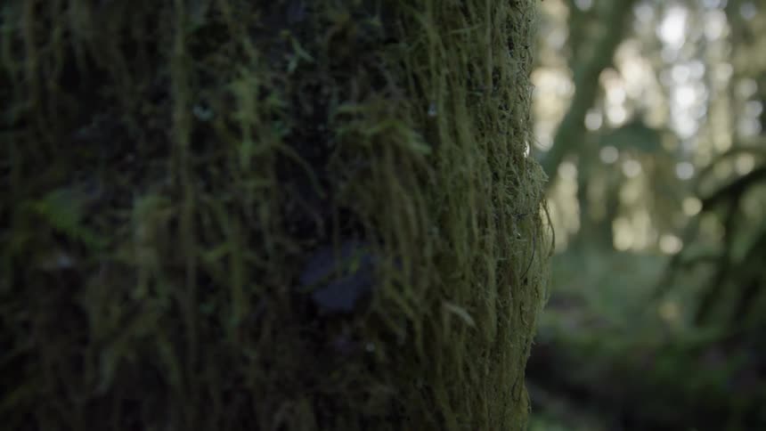 Close up of a tree covered with moss