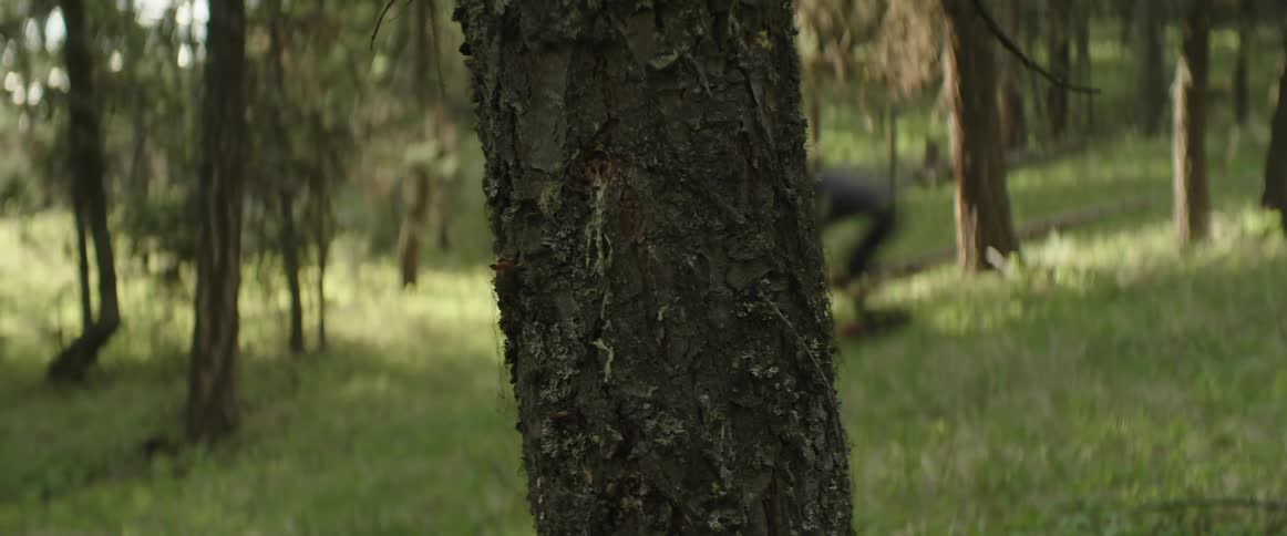 A person riding a bicycle down a trail with a tree in foreground