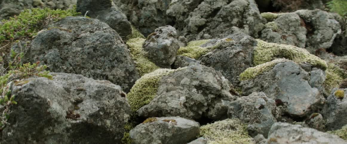 Moss grows on large hillside boulders