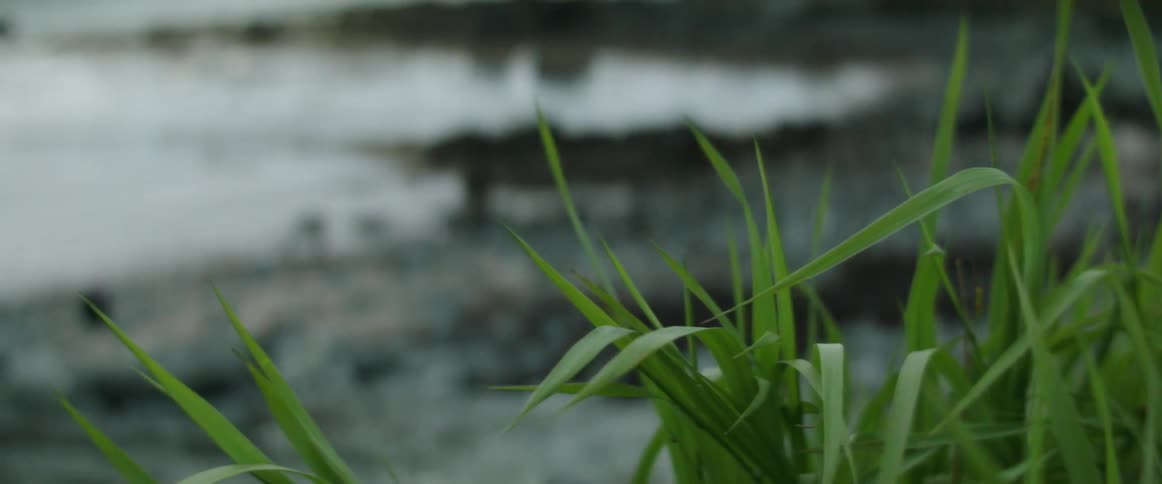 Grass blowing in the wind near a coast