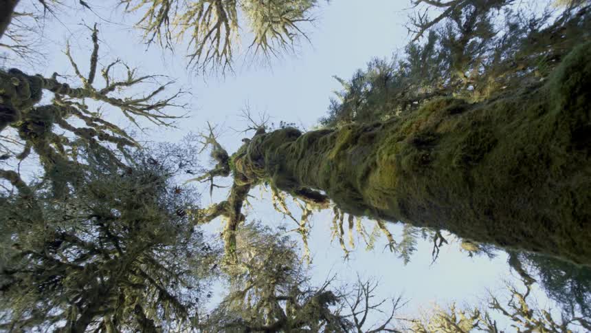 View of a tall tree from below
