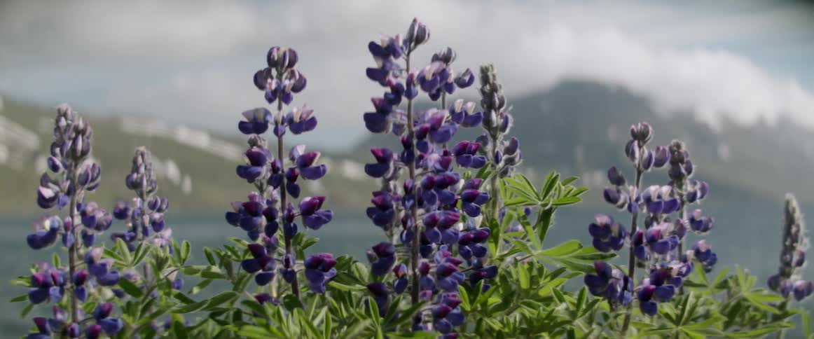 Wildflowers sway in breeze with backdrop of mountains and lake