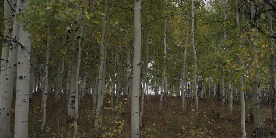 A forest has many trees