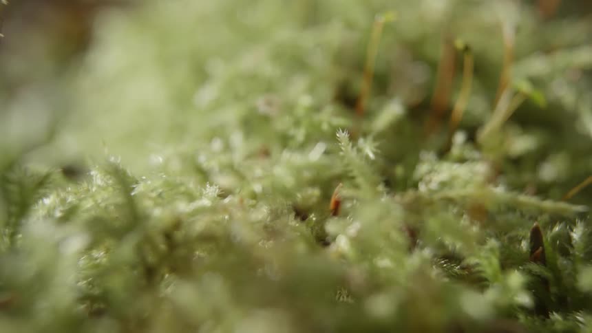 Ground covering plants shine under sunlight