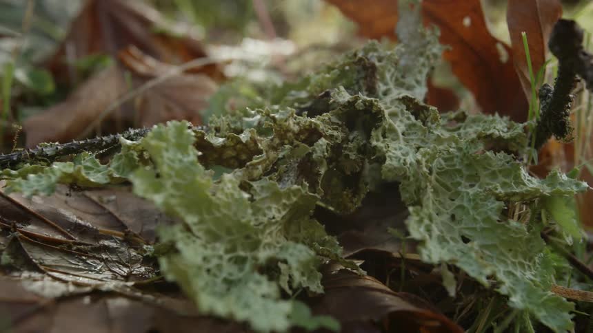 Close up of leaves and grass on the ground