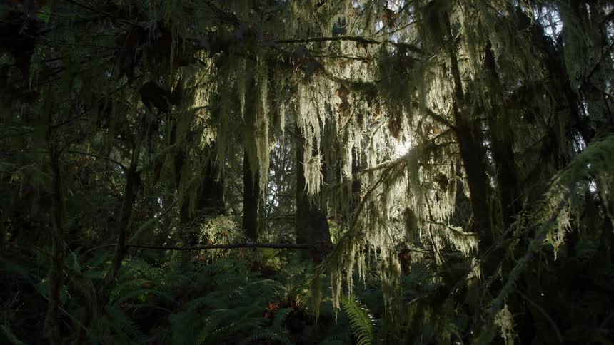 Sun shining through some dense wilderness full of trees with hanging moss