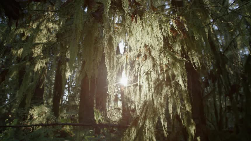 Moss or lichen hangs from trees and the sun shows through the tree branches