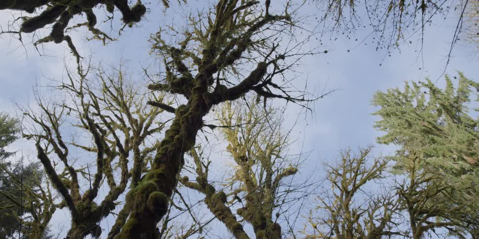 Trees covered with moss stand against a cloudy sky
