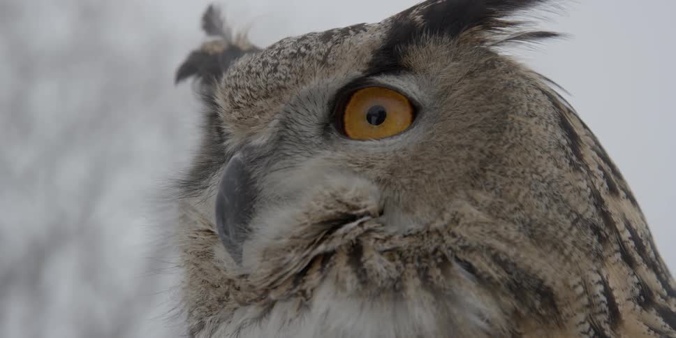 An orange eyed owl looks around