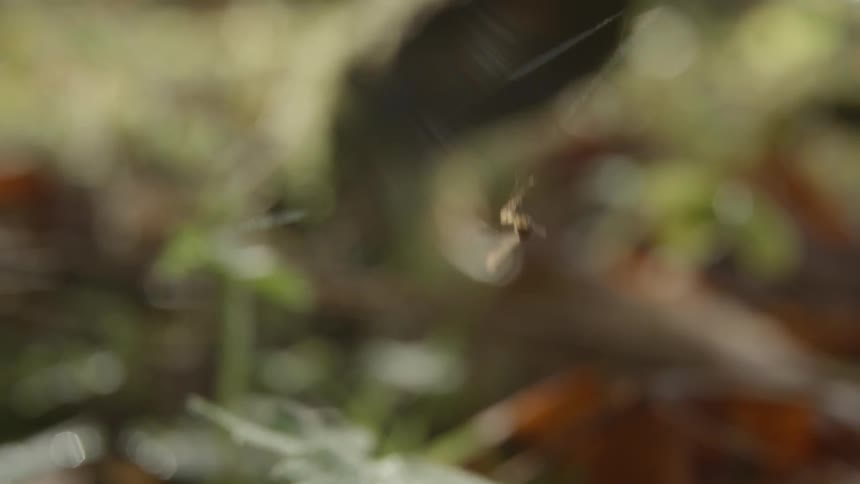A bug is caught in a web