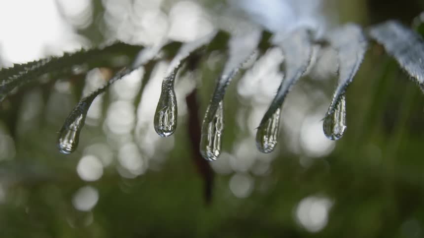 Water drops slowly off a leaf