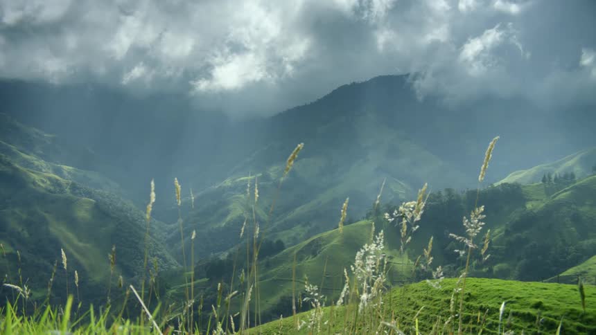 Plants move in the breeze on a grass covered hillside with mountains in the distance under a cloudy sky