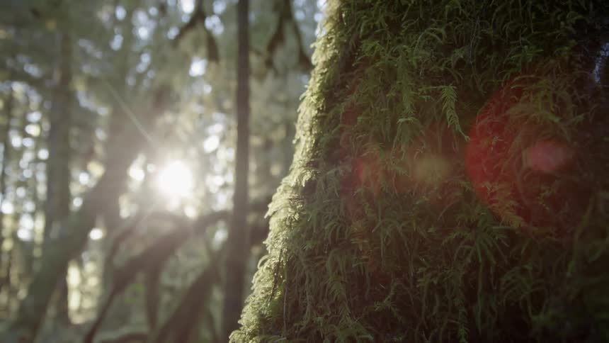 Close up of a moss covered tree in a sunny forest