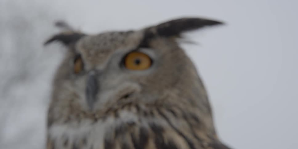 Close up of an owl turning its head