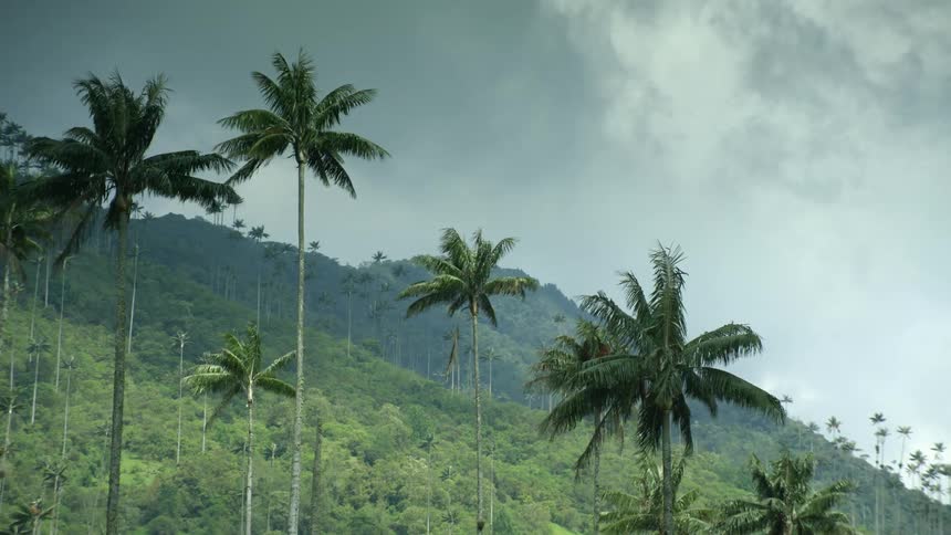 Palm trees on a hillside with mountains in the distance under a cloudy sky