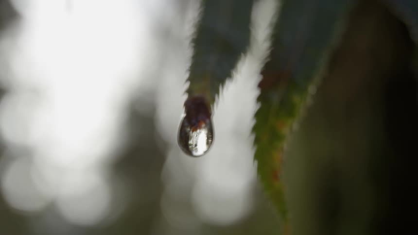A drop of water hangs on the tip of a leaf