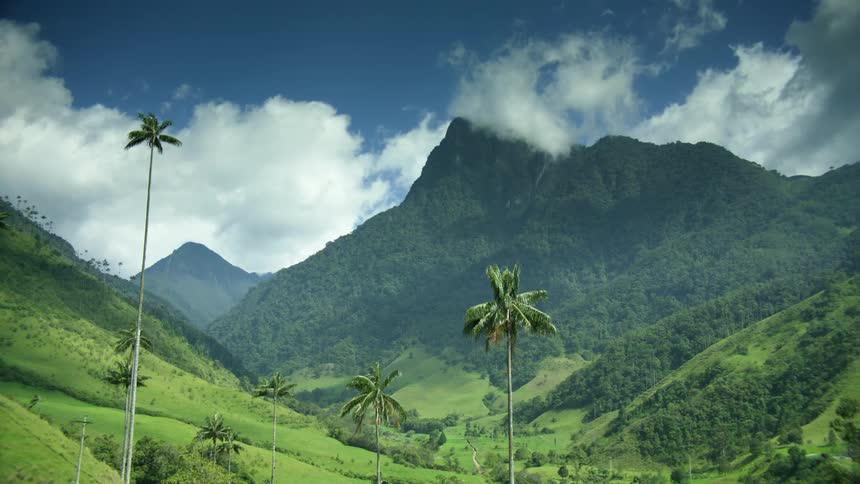 Palm trees on a hillside with mountains in the distance under a cloudy sky