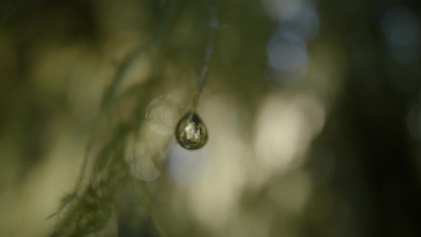A drop of water is forming