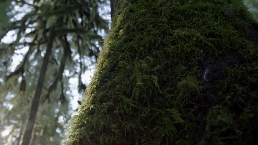 A moss covered tree trunk during the day