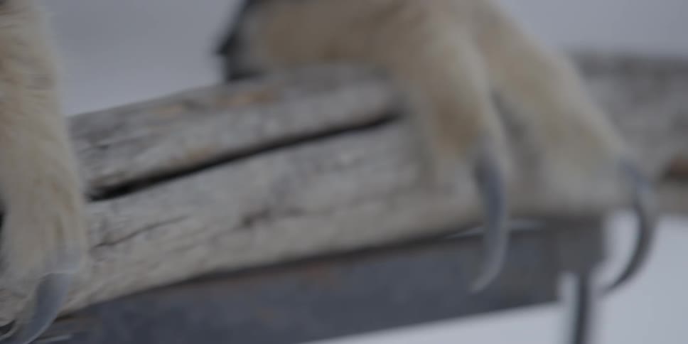 Close up of a furry animal's claws