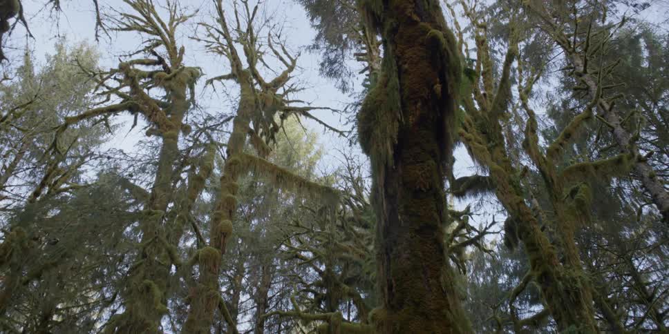 Moss covered trees during the day