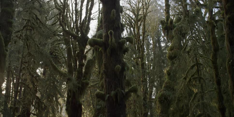 Moss and lichen on the bare branches of trees in a forest