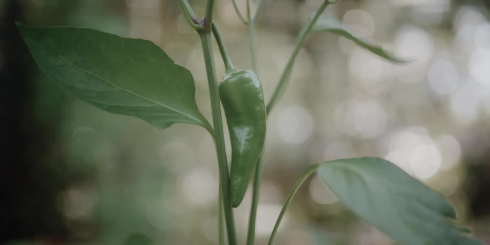 Pepper plant with small pepper and leaves on stem