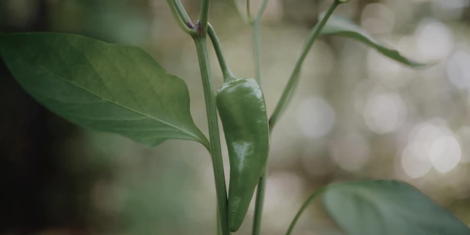 Pepper plant with small pepper and leaves on stem