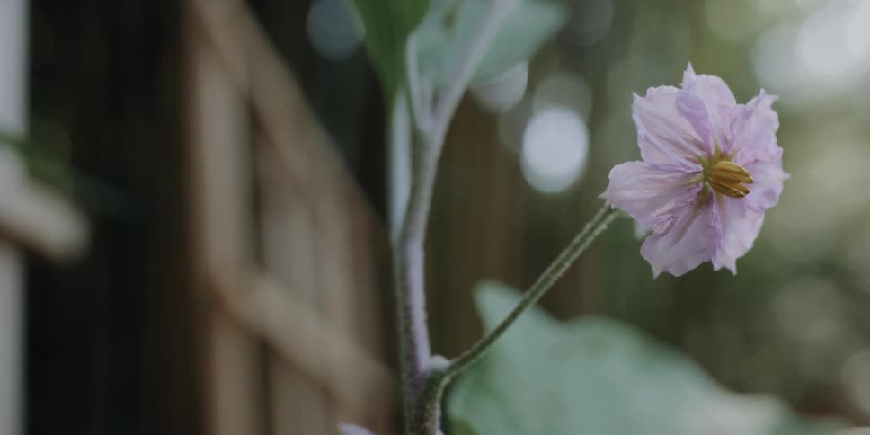 Pink flower swaying in the breeze