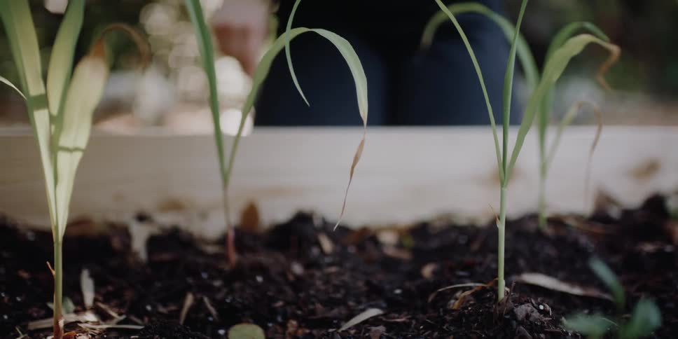 A woman pulls dead leaves off of a plant in a wooden planter box outdoors