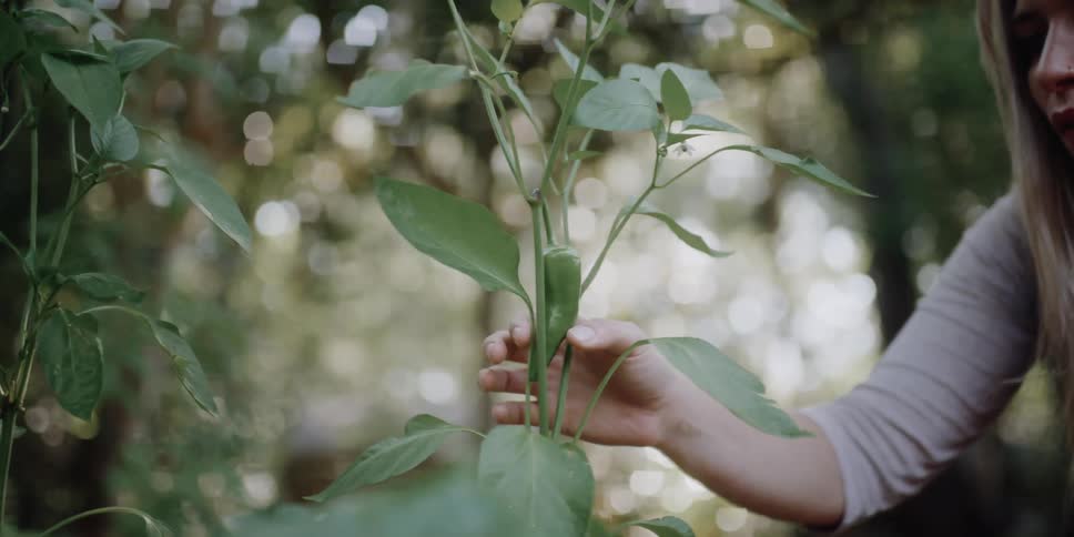 A woman puts her hand on a small pepper on a pepper plant