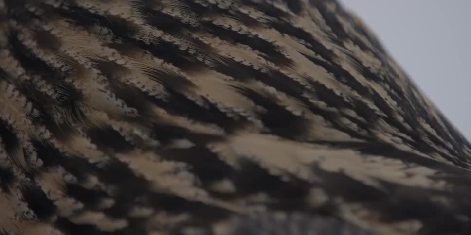 The feathers of a bird