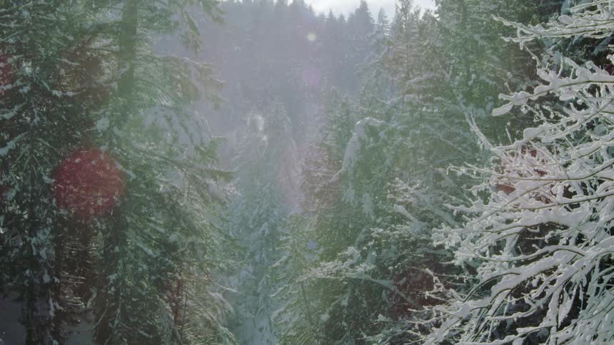 Scenic winter magic shot of shimmering and sparkling snow, pine trees and snowflakes swirling in the heart of winter just after the storm broke