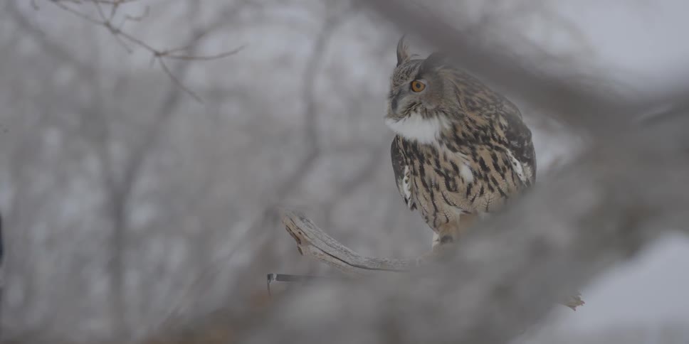 Owl settling on a branch in a cold hazy area