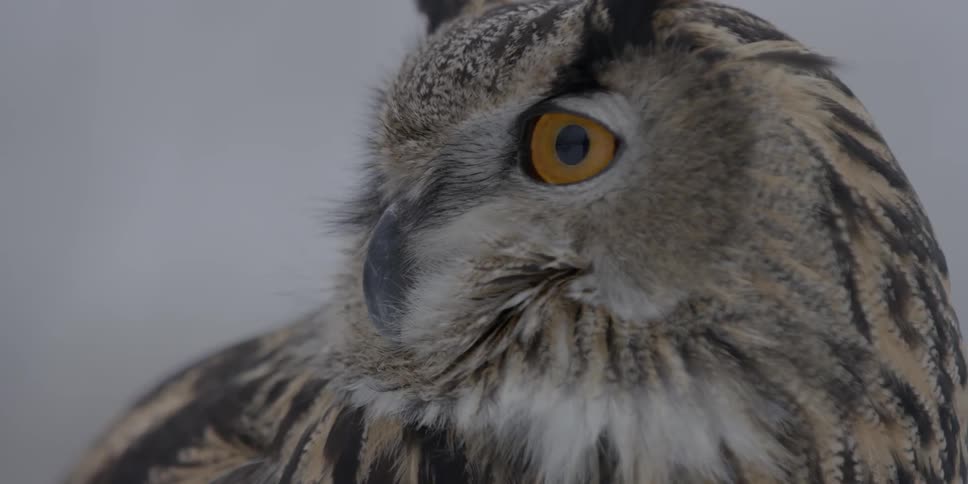An orange eyed owl looks around