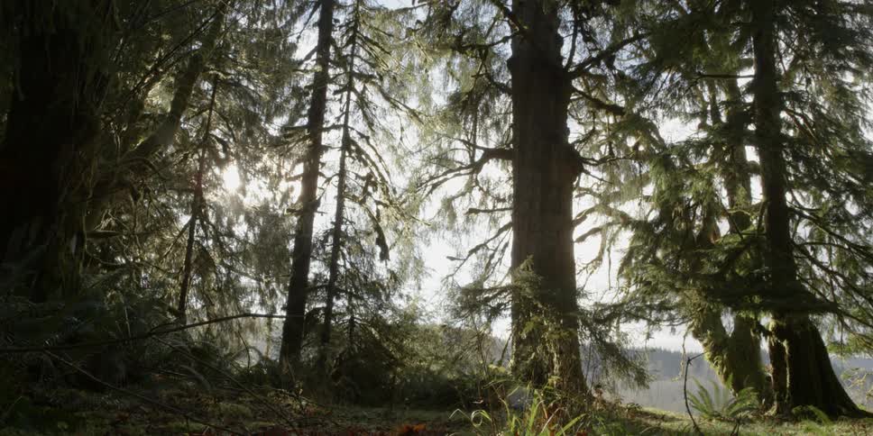 Olympic Forest