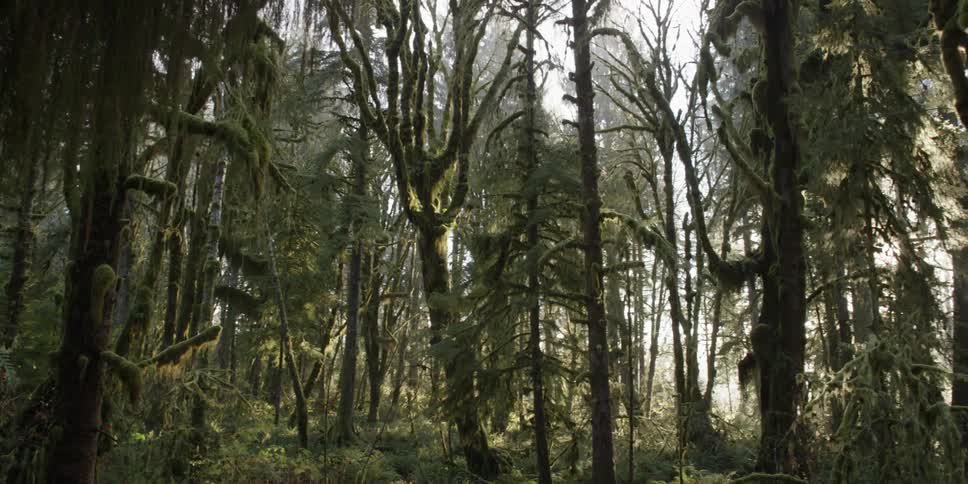 A green, mossy forest during the day
