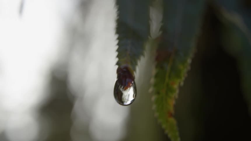 A leaf with a drop of water on it sways in the wind