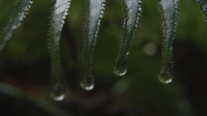 Water drips from ferns
