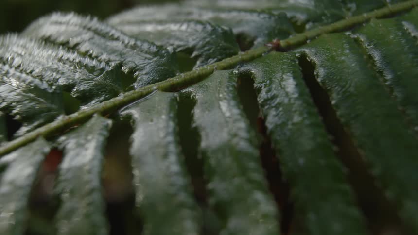 Moisture clings to a fern frond