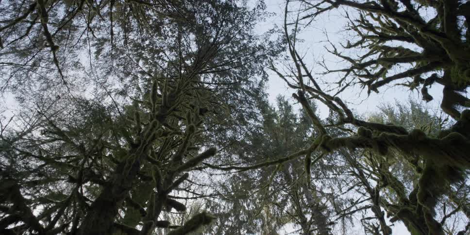 Olympic Forest