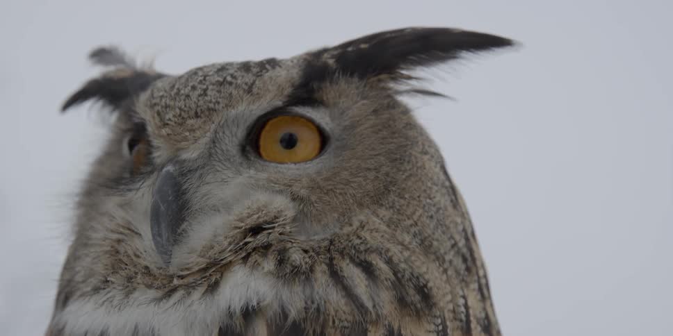 An owl is looking forward