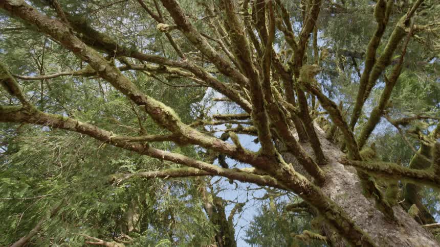 A moss covered tree during the day