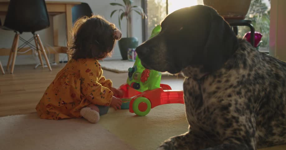 Toddler plays on rug near dog as sun shines through sliding glass doors
