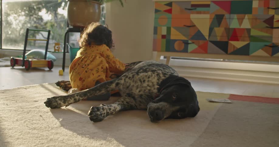 A child is playing with a large dog in the living room