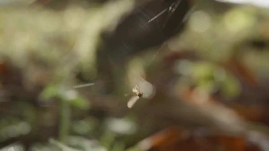 A bug on a moving spider's web