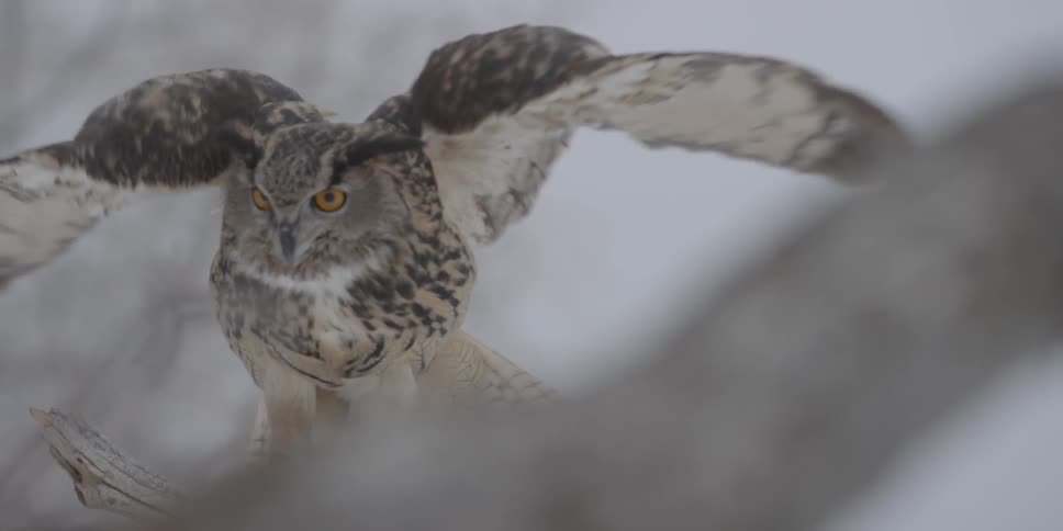 An owl lands on a perch on an overcast day