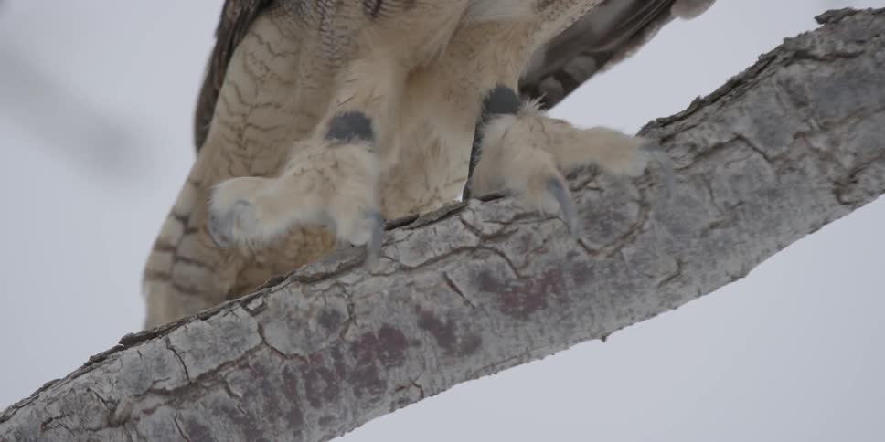 A birds talons are on a branch