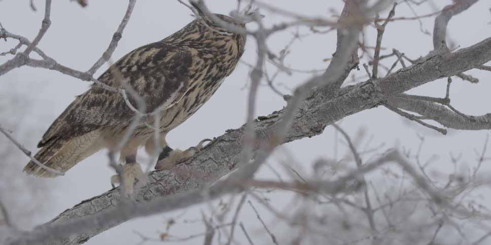 A brown owl sits on a snowy tree branch