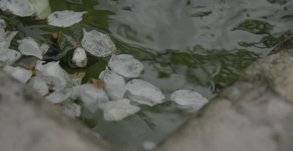Flower petals in a body of water